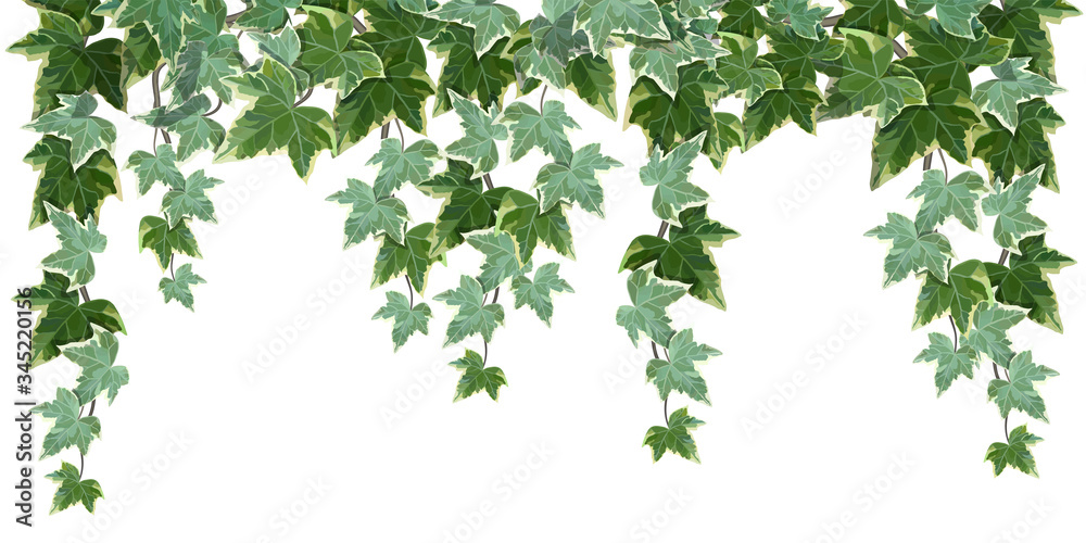 Common ivy vine on white background vector illustration - obrazy, fototapety, plakaty 