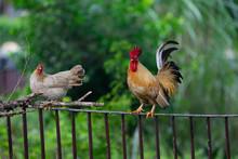 A Couple Of Bantam Chickens Perches On A Fence.