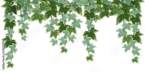 Fotografía Common ivy vine on white background vector illustration