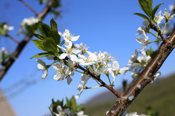 Plum blossom