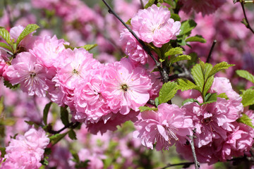 Poster - Japanese cherry. Sakura