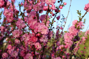 Sticker - Japanese cherry. Sakura