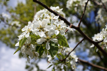 Canvas Print - Pear blossom