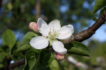 Canvas Print - Apple blossom