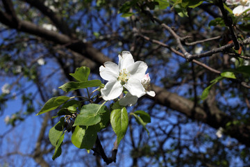 Canvas Print - Apple blossom