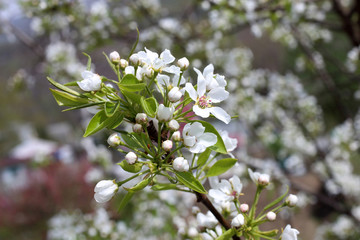 Wall Mural - Pear blossom