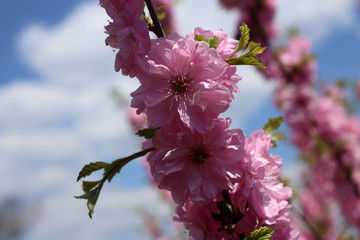 Canvas Print - Japanese cherry. Sakura