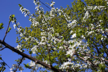 Canvas Print - Plum blossom