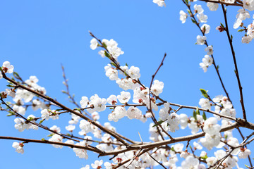 Wall Mural - Plum blossom and blue sky