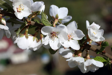 Canvas Print - Cherry blossom