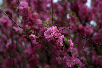 Poster - Cherry blossom