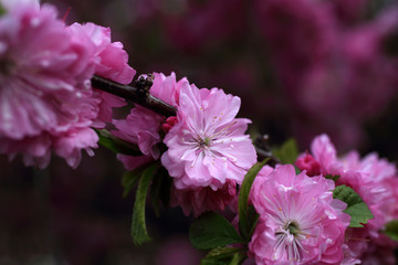 Wall Mural - Cherry blossom