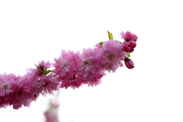 Poster - Cherry blossom