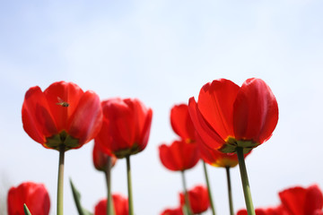 Canvas Print - Red tulips and sky