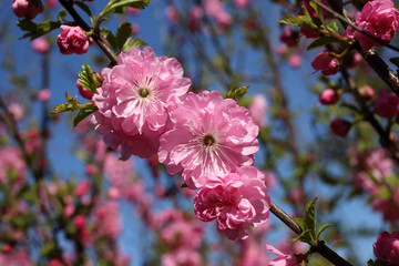 Poster - Cherry blossom