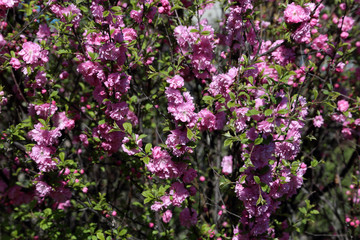 Poster - Cherry blossom