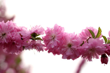 Canvas Print - Cherry blossom