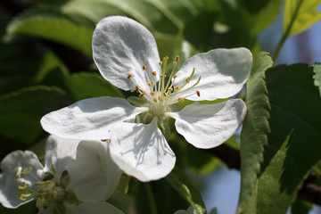 Sticker - Apple blossom. Spring