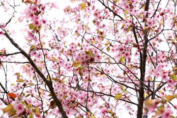 Wall Mural - Apricot blossom