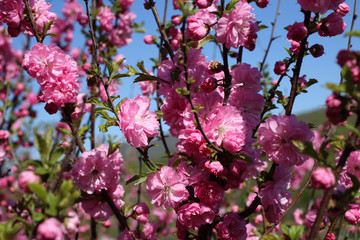 Sticker - Cherry blossom