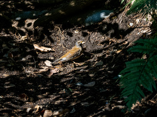 Wall Mural - Pale thrush eating on forest floor 13