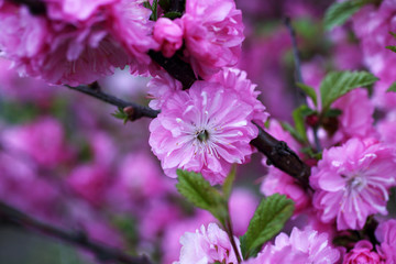 Wall Mural - Cherry blossom