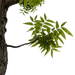 Green tree branch isolated on white background, nature leaf frame.