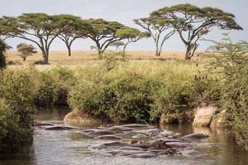 group of hippopotamus in the water in a beautiful landscape of serengeti national park, tanzania. wi
