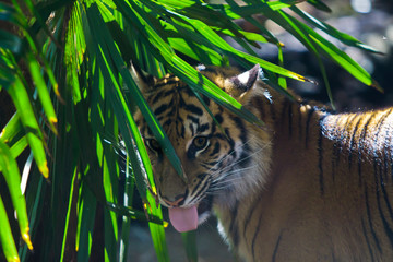 tiger in the forest