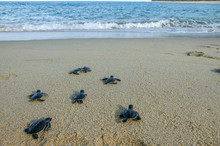 Group Of Baby Sea Turtle Making Their First Step Into Ocean
