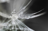 Fototapeta Dmuchawce - Abstract background from white fluffy dandelion with drops of water