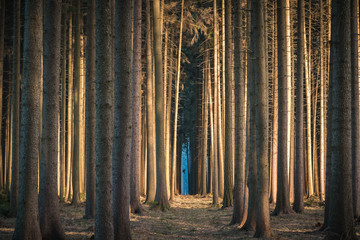 Calming dark forest scene with dark and creepy looking trees, sun glowing from side.