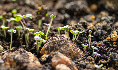 Plants, green shoots from the ground, close-up.