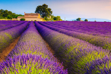 Wall Mural - Wonderful purple lavender bushes and plantation in Provence, Valensole, France