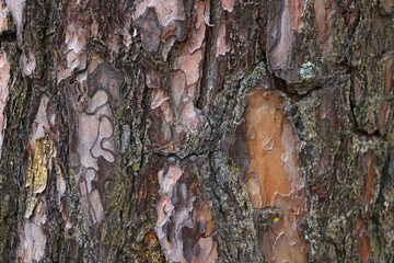 Bark vintage wooden background. Texture and copy space pattern.