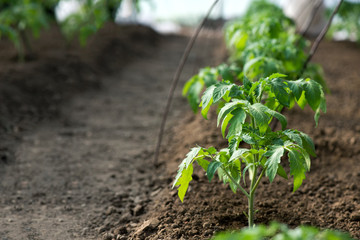 Wall Mural - tomato seedlings growing in a greenhouse - selective focus