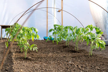 Wall Mural - tomato seedlings growing in a greenhouse - selective focus