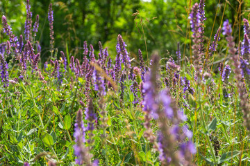 Summer wildflowers close-up. Wild flowers on a Sunny day. Bright purple wild flowers. Summer landscape with flowers. Natural summer background.