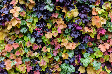 Background with different types and colours of fresh leaves of Pelargonium plants (known as geraniums, pelargoniums or storks bills) in a pot in a garden in a sunny spring day, multicolor natural text