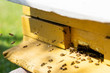 Bees flying with nectar to beehive, close up view with meadow background. Apiculture concept 
