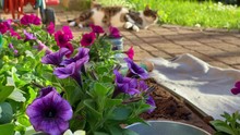 Cat Basking In The Garden Next To Garden Tools And Petunias.