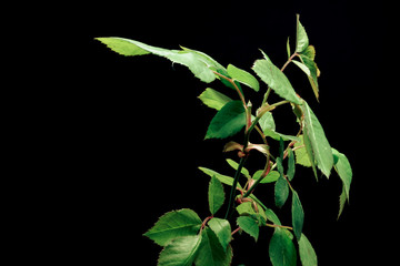 Poster - Close up beautiful  twig of rose with young green leaves and thorns, isolated on a black background pattern for design.