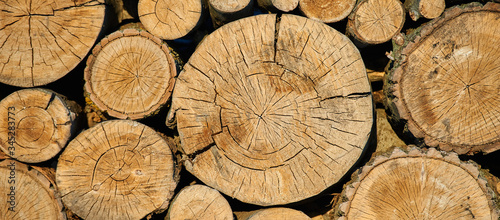 Photographie Felling from a tree, sawn trees. Theme of mass deforestation