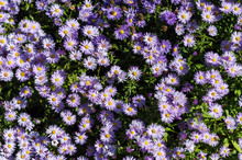 Violet Blooming New York Aster Symphyotrichum Novi-belgii