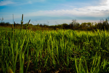 grass and sky