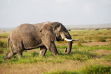 Fototapeta Sawanna - Elephants in Amboseli Nationalpark, Kenya, Africa