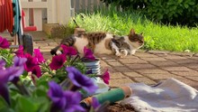 Cat Basking In The Garden Next To Garden Tools And Petunias.