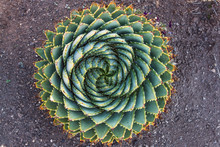 Spiral Cactus Popular In The Maluti And Drakensberg Mountains In Lesotho Africa