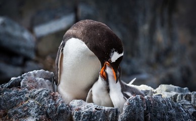 Sticker - Selective focus shot of a penguin with her babies in Antarctica