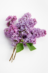 Purple lilac flowers on white background